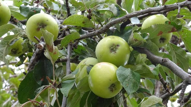 Manzana Granny Smith ecológica a domicilio en Madrid