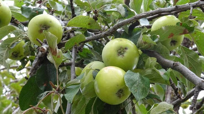 Manzana Granny Smith ecológica a domicilio en Madrid