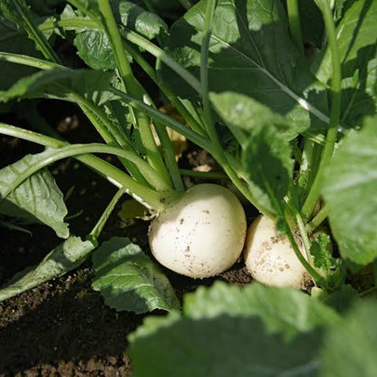 Nabo eco para cocido y potajes