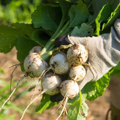 Nabo ecológico a domicilio en Madrid