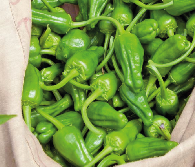 Pimientos del Padrón Ecológicos