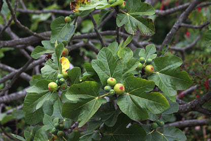 Higos Ecologicos
