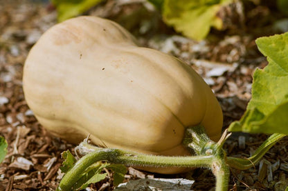 Calabaza cacahuete ECO - Pieza