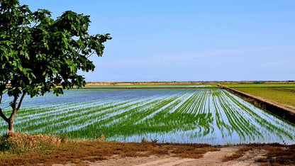 Arroz redondo Eco