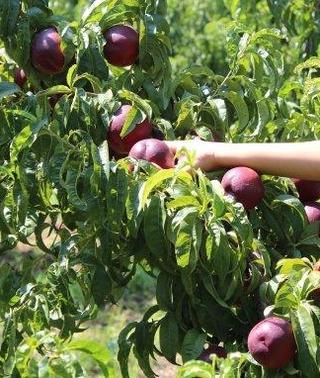 Nectarina Eco