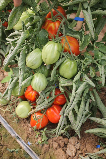 Tomate corazón de buey