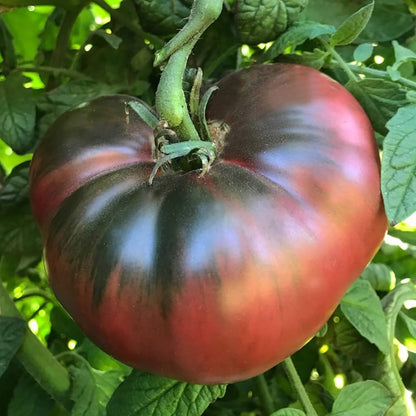 Tomate Mar Azul Ecológicos