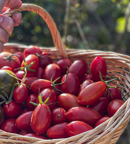 Tomate Cherry pera eco