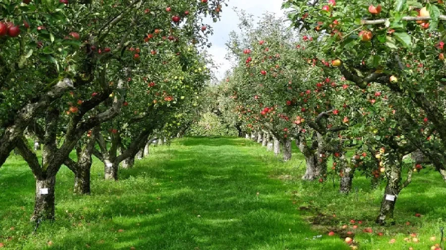 Recolección de frutas ecológicas en huerto tradicional