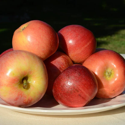 Manzana Royal Gala ECO