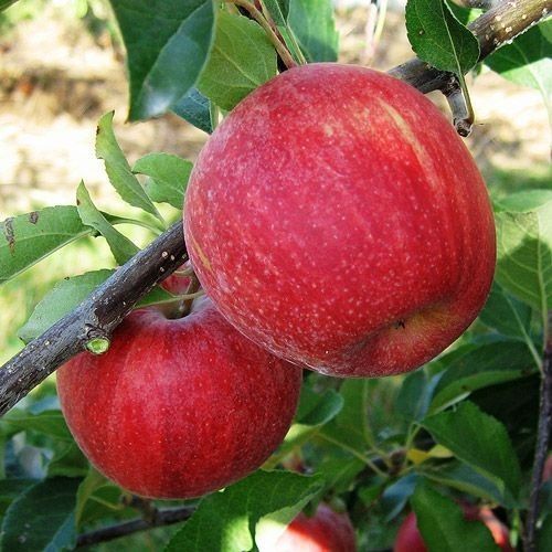 Manzana Royal Gala ECO