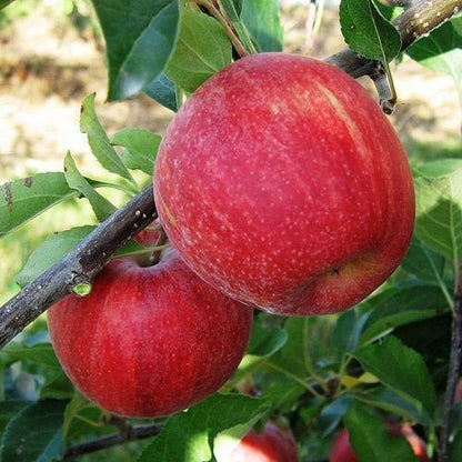 Manzana Royal Gala ECO