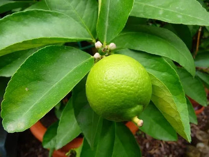 Limas ecológicas a domicilio en Madrid