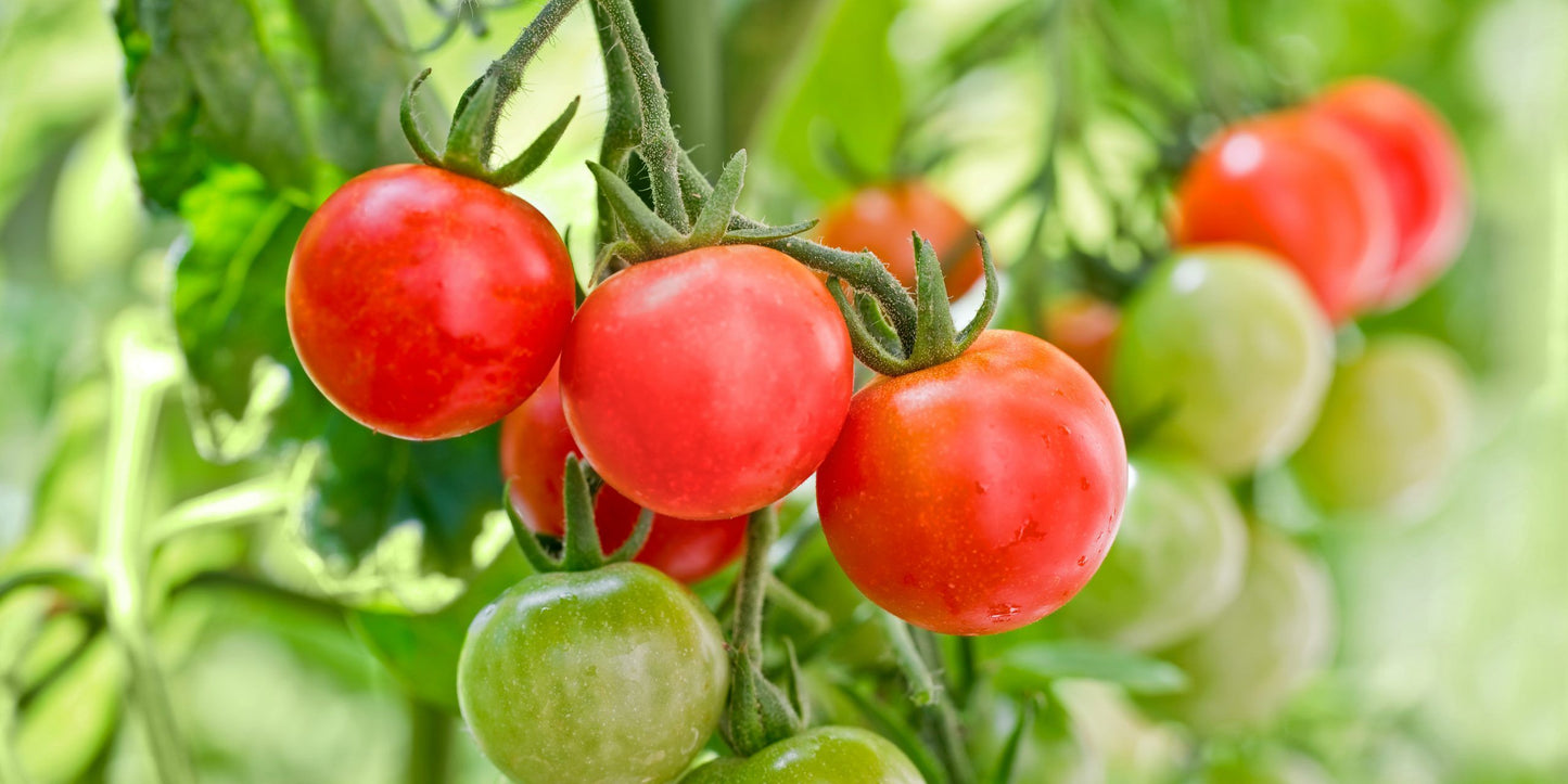 Tomate Cherry eco
