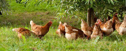 HUEVOS CAMPEROS AVILA