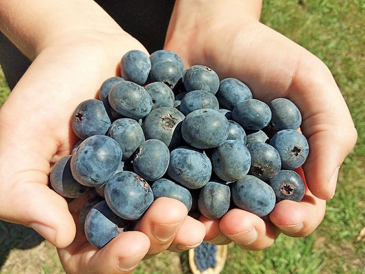 Arándanos Ecológicos