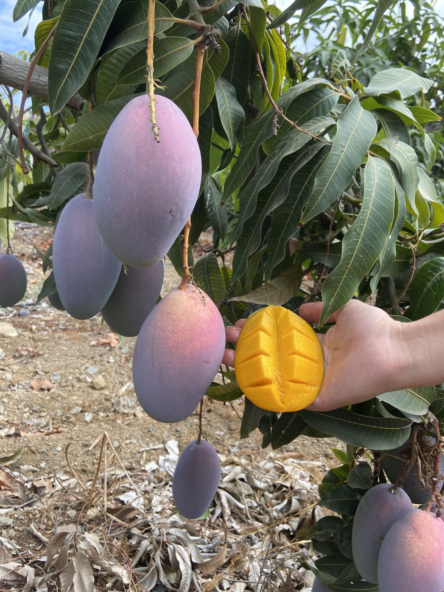 Mango andaluz Eco