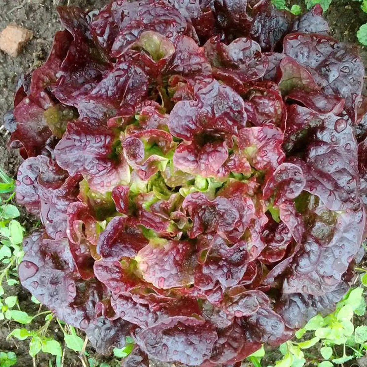 Lechuga hoja de roble/Batavia/Maravilla eco