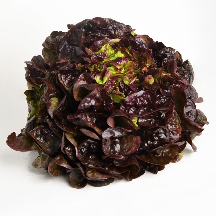 Lechuga hoja de roble/Batavia/Maravilla eco
