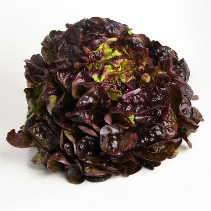 Lechuga hoja de roble/Batavia/Maravilla eco