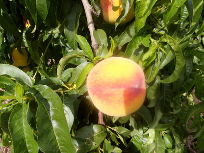 Melocotón amarillo ECO - 1ªCAT