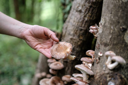 Seta shiitake Ecológicos