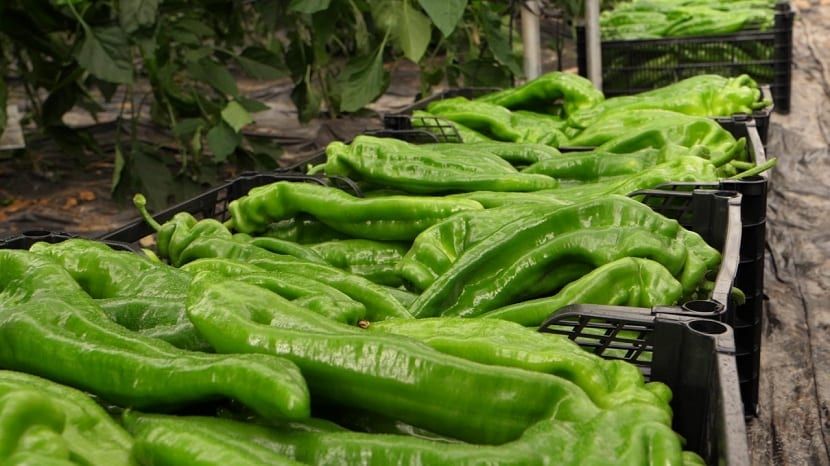 Pimiento italiano verde eco