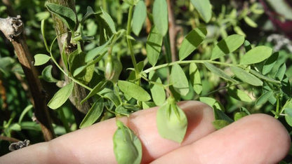 Lenteja castellana eco