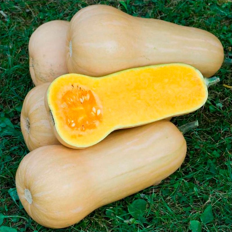 Calabaza cacahuete ECO - Pieza