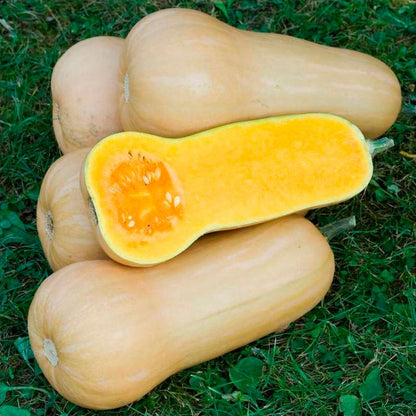 Calabaza cacahuete ECO - Pieza