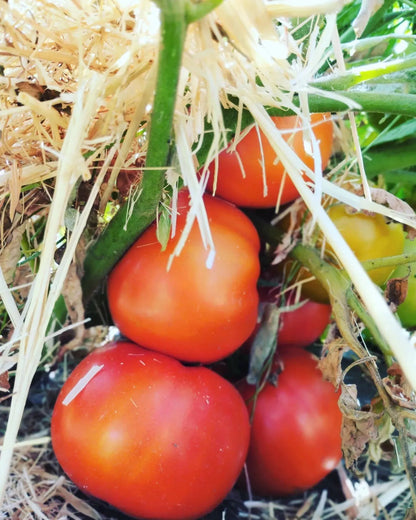 Tomate ensalada Ecológicos