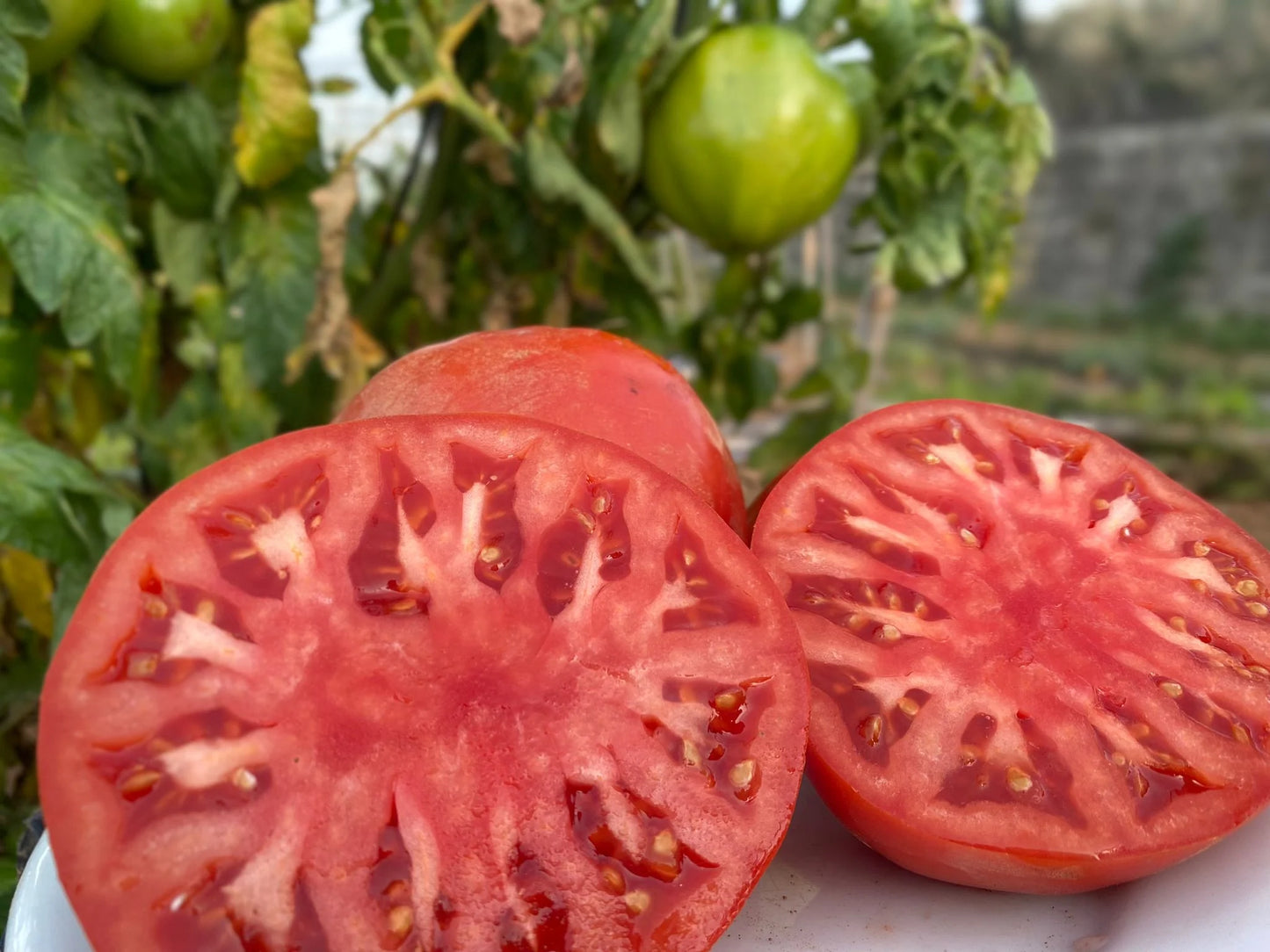 Tomate corazón de buey