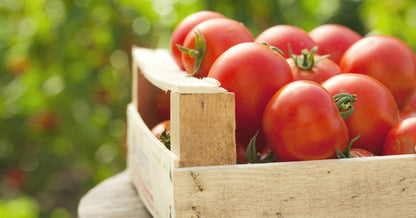 Tomate ensalada Ecológicos