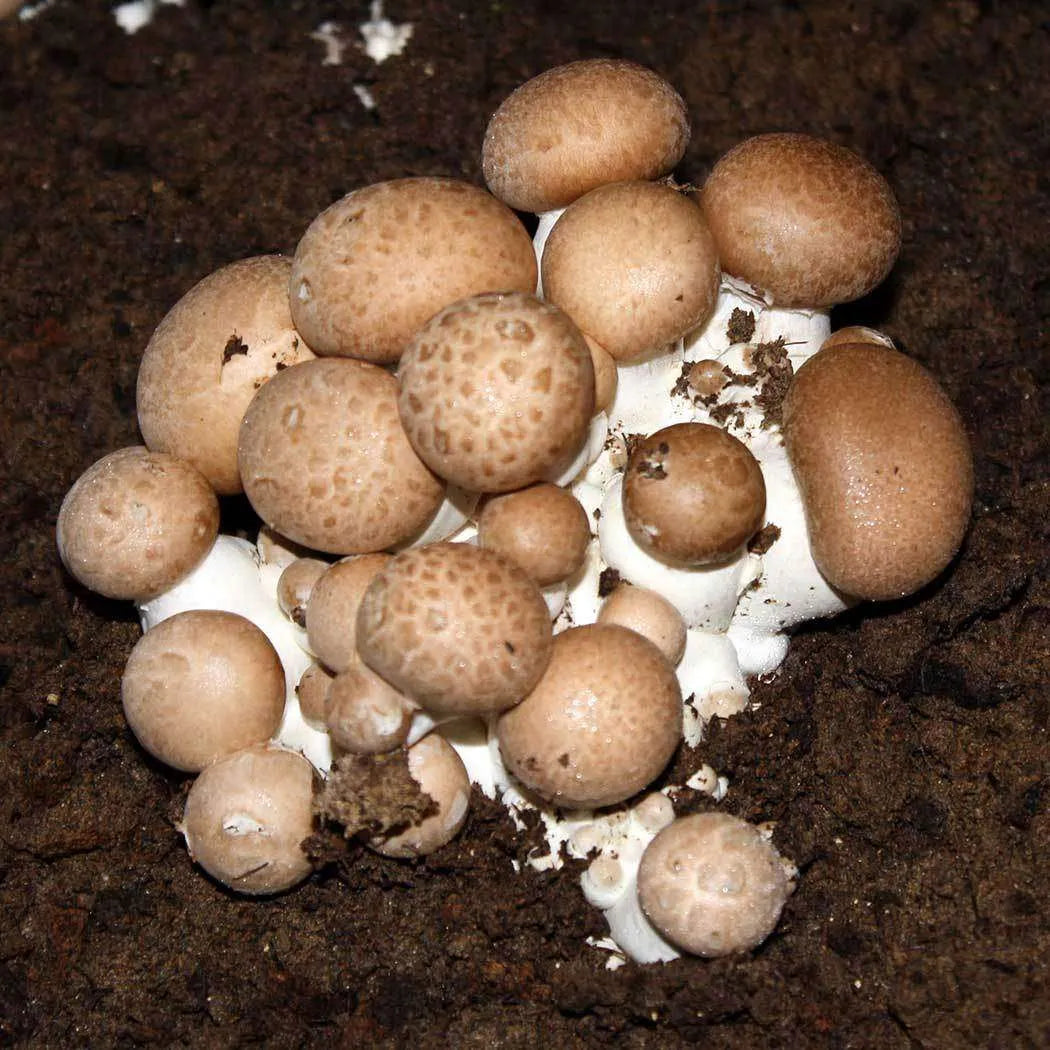Champiñón portobello ecológico