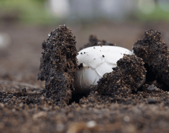 Champiñon portobello ECO