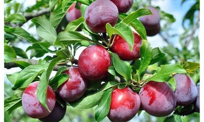 Ciruela eco