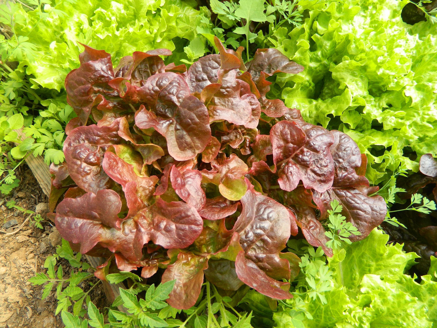Lechuga hoja de roble/Batavia/Maravilla eco