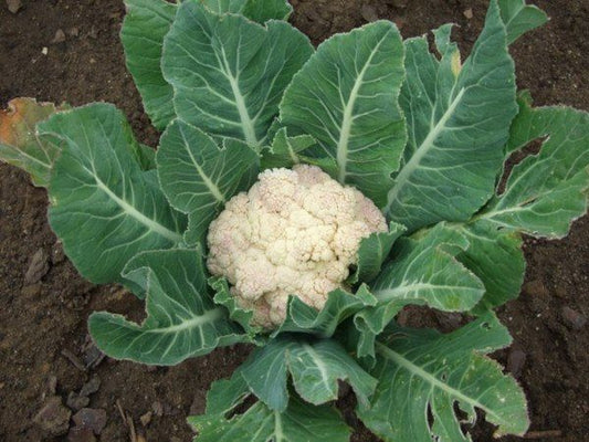Coliflor