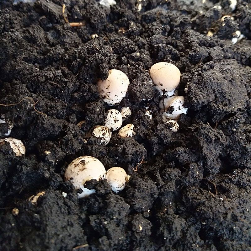 Champiñon portobello ECO