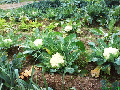 Coliflor