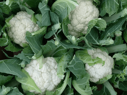 Coliflor