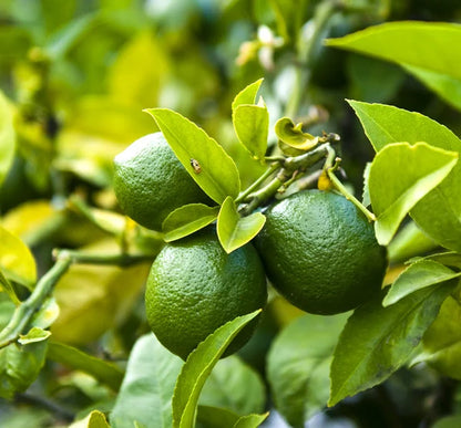 Lima ecológica de cerca