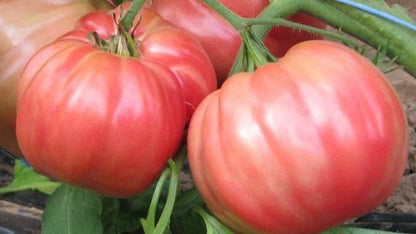 Tomate rozabella eco