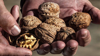 Nueces De Huelva con cáscara