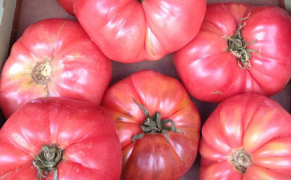 Tomate rozabella eco