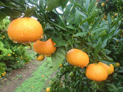 Mandarina ECO
