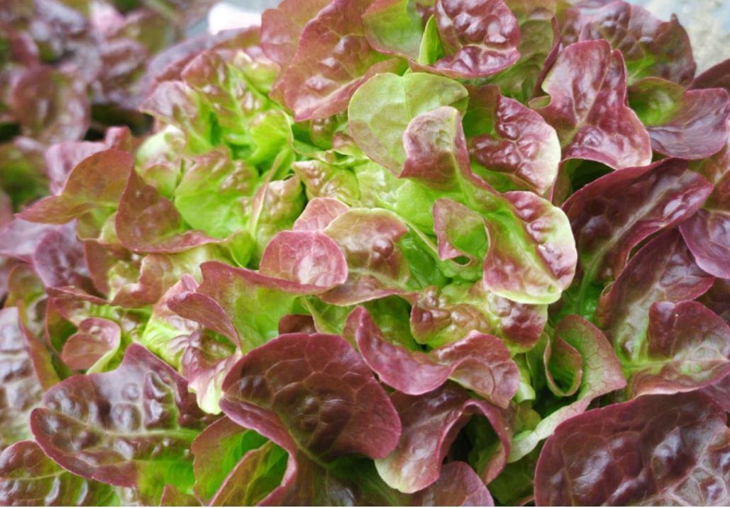 Lechuga hoja de roble/Batavia/Maravilla eco