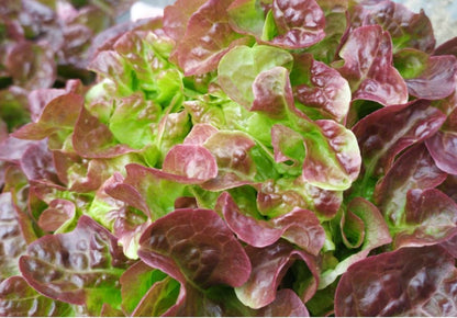 Lechuga hoja de roble/Batavia/Maravilla eco