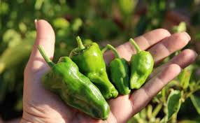 Pimientos del Padrón Ecológicos