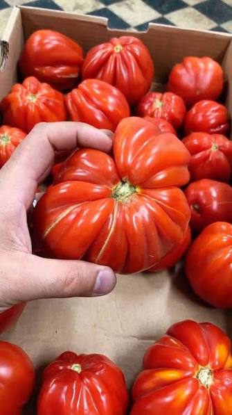 Tomate corazón de buey